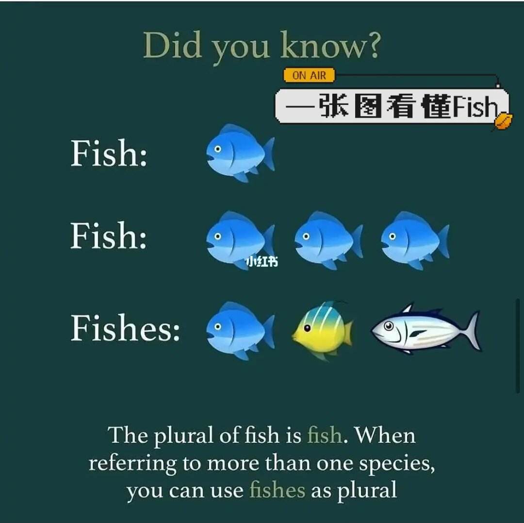 fish可數嗎-圖1